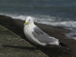 SX02983 Gull on Dunmore East harbour wall - Kittiwake (Rissa Tridactyla).jpg